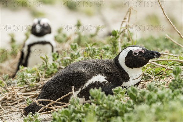 Colony of African Penguins (lat. Spheniscus Demersus) at Boulders Beach in Simonstown, South Africa, Africa