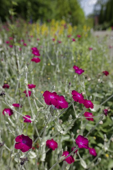 Garden with flowering carnation (Lychnis coronaria), insect-friendly, carnation, hardy, bees, wild bees, bumblebees, biodiversity, blossom, flower, spring, June, early summer, Schwäbisch Hall, Hohenlohe, Heilbronn-Franken, Baden-Württemberg, Germany, Europe