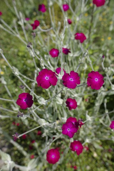 Garden with flowering carnation (Lychnis coronaria), insect-friendly, carnation, hardy, bees, wild bees, bumblebees, biodiversity, blossom, flower, spring, June, early summer, Schwäbisch Hall, Hohenlohe, Heilbronn-Franken, Baden-Württemberg, Germany, Europe