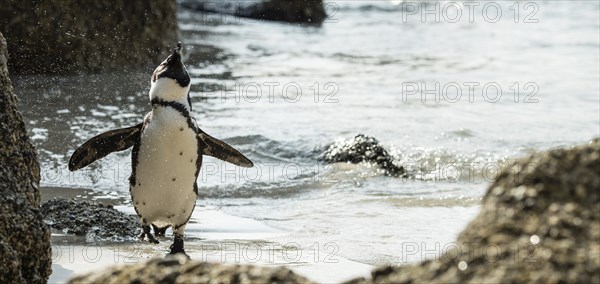 Colony of African Penguins (lat. Spheniscus Demersus) at Boulders Beach in Simonstown, South Africa, Africa