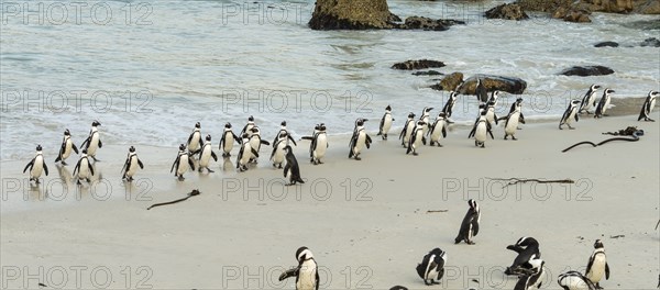 African Penguins (lat. Spheniscus Demersus) at Boulders Beach in Simonstown in South Africa