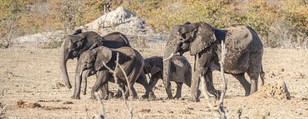 Elephant family at the Kruger National Park, South Africa during winter season