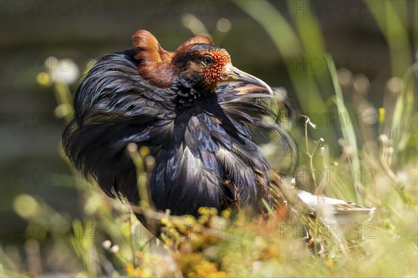 A splendidly feathered bird sits in a meadow while the wind moves its plumage, ruff (Calidris pugnax, syn.: Philomachus pugnax) courtship displays