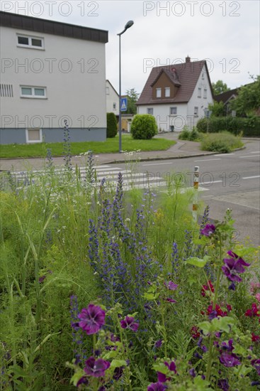 Flowering area at zebra crossing, housing estate, residential neighbourhood, biodiversity, biotope, flowering area, flowering strip, mallow, viper's bugloss, ecology, Schwäbisch Hall, Hohenlohe, Heilbronn-Franken, Baden-Württemberg, Germany, Europe