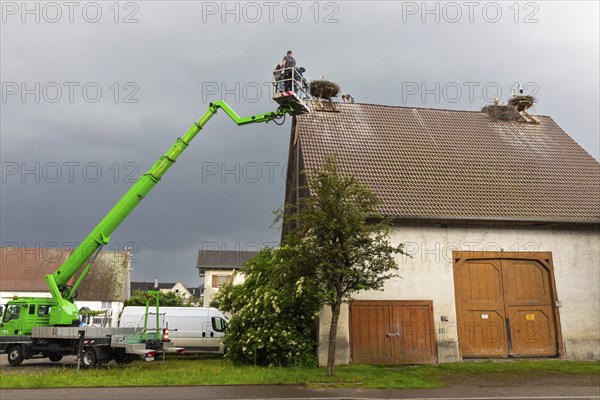 White stork (Ciconia ciconia), ringing, nest on barn, Göggingen, Sigmaringen district, Baden-Württemberg, Germany, Europe