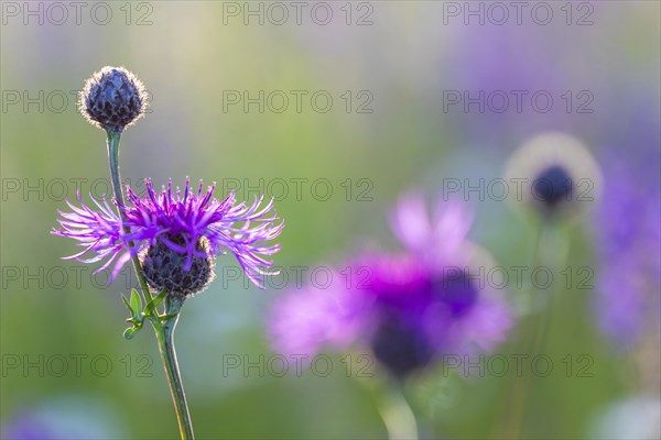 Perennial cornflower (Centaurea montana), Asteraceae, Leibertingen, Upper Danube nature park Park, Baden-Württemberg, Germany, Europe