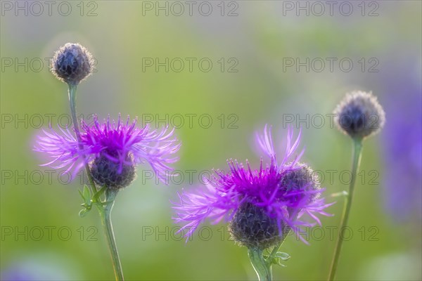 Perennial cornflower (Centaurea montana), Asteraceae, Leibertingen, Upper Danube nature park Park, Baden-Württemberg, Germany, Europe