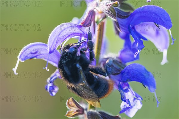 Red-tailed bumblebee (Bombus lapidarius) on a meadow clary (Salvia pratensis), Lamiaceae, Leibertingen, Upper Danube nature park Park, Baden-Württemberg, Germany, Europe