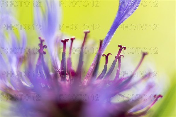 Perennial cornflower (Centaurea montana), Asteraceae, Irndorfer Hardt, Upper Danube nature park Park, Baden-Württemberg, Germany, Europe