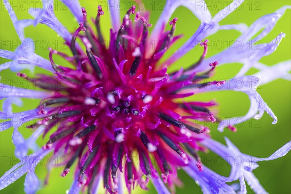 Perennial cornflower (Centaurea montana), Asteraceae, Irndorfer Hardt, Upper Danube nature park Park, Baden-Württemberg, Germany, Europe