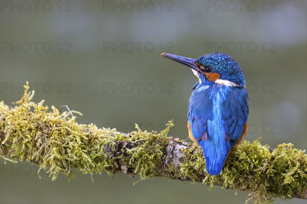 Kingfisher (Alcedo atthis), Kingfishers (Alcedinidae), Inzigkofen, Upper Danube nature park Park, Baden-Württemberg, Germany, Europe