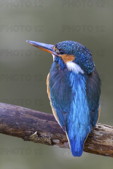 Kingfisher (Alcedo atthis), Kingfishers (Alcedinidae), Inzigkofen, Upper Danube nature park Park, Baden-Württemberg, Germany, Europe