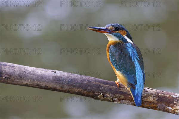 Kingfisher (Alcedo atthis), Kingfishers (Alcedinidae), Inzigkofen, Upper Danube nature park Park, Baden-Württemberg, Germany, Europe