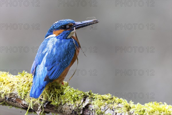 Kingfisher (Alcedo atthis), Kingfishers (Alcedinidae), Inzigkofen, Upper Danube nature park Park, Baden-Württemberg, Germany, Europe