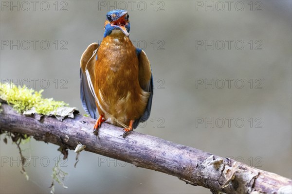 Kingfisher (Alcedo atthis) calls, Kingfishers (Alcedinidae), Inzigkofen, Upper Danube nature park Park, Baden-Württemberg, Germany, Europe