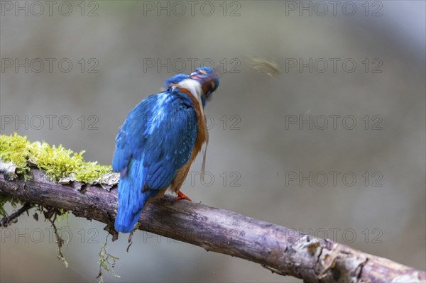 Kingfisher (Alcedo atthis) tending its breeding den, Kingfishers (Alcedinidae), Inzigkofen, Upper Danube nature park Park, Baden-Württemberg, Germany, Europe