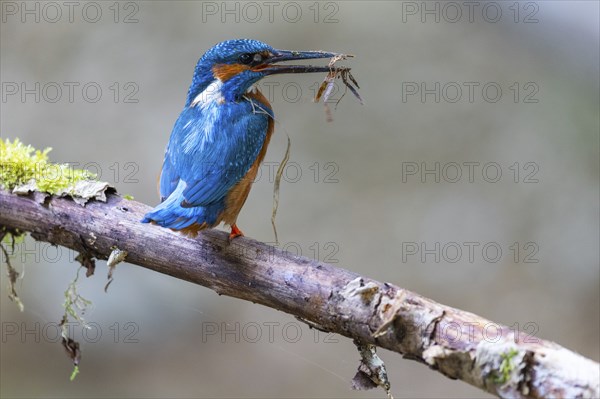 Kingfisher (Alcedo atthis) tending its breeding den, Kingfishers (Alcedinidae), Inzigkofen, Upper Danube nature park Park, Baden-Württemberg, Germany, Europe