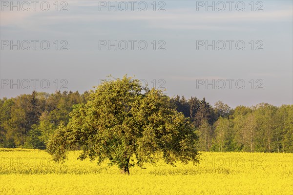 Apple tree (Malus) in a flowering rape field (Brassica napus), Messkirch, Upper Danube nature park Park, Baden-Württemberg, Germany, Europe