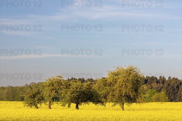 Apple trees (Malus) in a flowering rape field (Brassica napus), Messkirch, Upper Danube nature park Park, Baden-Württemberg, Germany, Europe