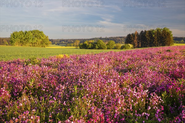 Meadow with red campion (Silene diocia) clove plant (Caryophyllaceae), Messkirch, Upper Danube nature park Park, Baden-Württemberg, Germany, Europe