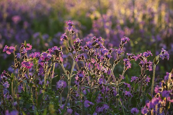 Red campion (Silene diocia) backlit, carnation family (Caryophyllaceae), Messkirch, Upper Danube nature park Park, Baden-Württemberg, Germany, Europe