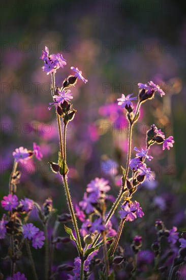 Red campion (Silene diocia) backlit, carnation family (Caryophyllaceae), Messkirch, Upper Danube nature park Park, Baden-Württemberg, Germany, Europe