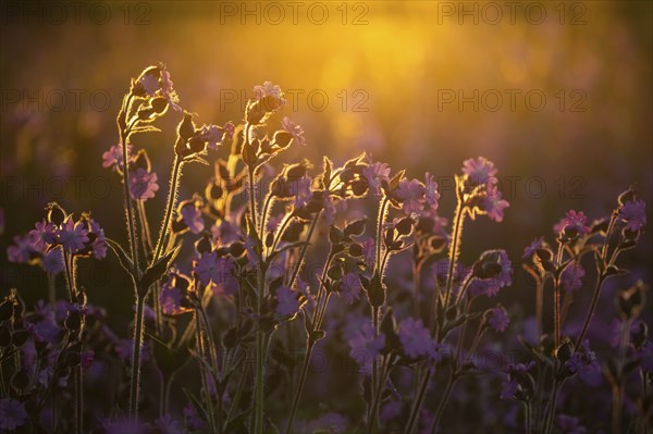 Red campion (Silene diocia) backlit, carnation family (Caryophyllaceae), Messkirch, Upper Danube nature park Park, Baden-Württemberg, Germany, Europe