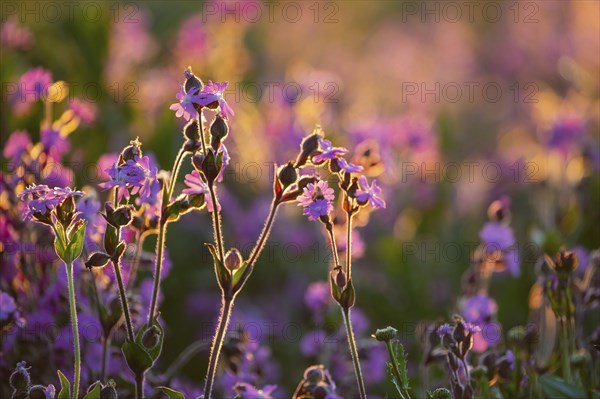 Red campion (Silene diocia) against the light, Caryophyllaceae, Messkirch, Upper Danube nature park Park, Baden-Württemberg, Germany, Europe