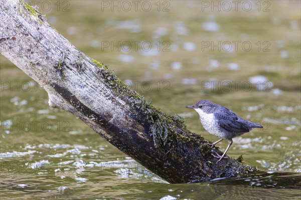 White-throated Dipper (Cinclus cinclus) foraging, Inzigkofen, Upper Danube nature park Park, Baden-Württemberg, Germany, Europe