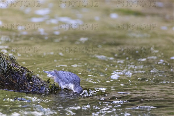 White-throated Dipper (Cinclus cinclus) foraging, Inzigkofen, Upper Danube nature park Park, Baden-Württemberg, Germany, Europe