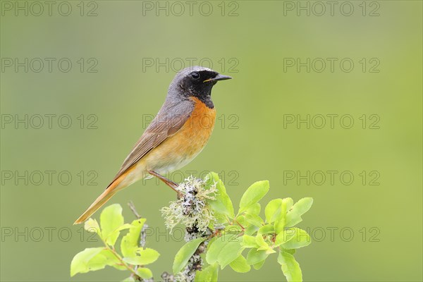 Common redstart (Phoenicurus phoenicurus), male on perch, songbird, wildlife, nature photography, Neunkirchen im Siegerland, North Rhine-Westphalia, Germany, Europe