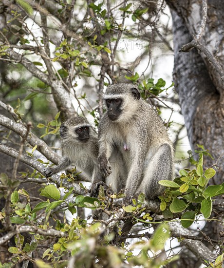 Vervet Monkeys (Chlorocebus Pygerythrus) sitting in a tree. Kruger National Park, South Africa, Africa