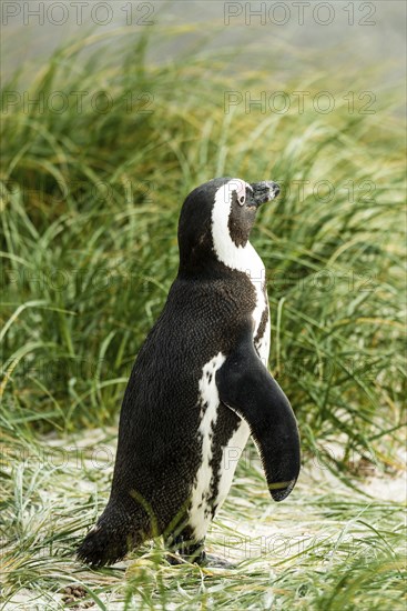 Penguins at Boulders Beach, Simonstown in South Africa (close-up shot)