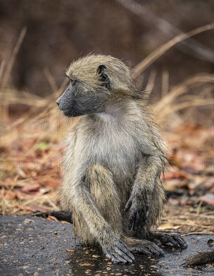 Chacma Baboon, Papio Ursinus, in the Kruger National Park, South Africa, Africa