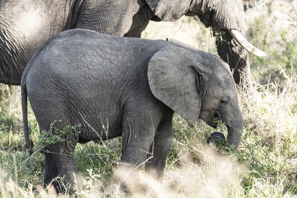 Baby Elephant (Loxodonta Africana) in Kruger National Park, South Africa, Africa