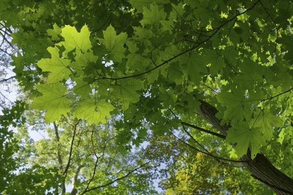 Hall's green lung, Wettbachklinge, Wettbachschlucht, Wettbach, Klinge, forest, maple, leaf, leaves, photosynthesis, leaf green, chlorophyll, light, daylight, Schwäbisch Hall, Kochertal, Kocher, Heilbronn-Franken, Baden-Württemberg, Germany, Europe