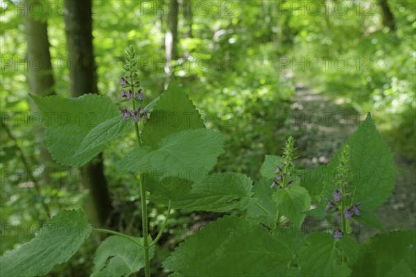 Woodland willow (Stachys sylvatica), Swabian-Franconian Forest Nature Park, Schwäbisch Hall, Kocher Valley, Kocher, Heilbronn-Franconia, Baden-Württemberg, Germany, Europe