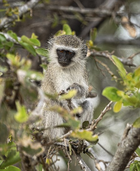 Vervet Monkeys (Chlorocebus Pygerythrus) sitting in a tree. Kruger National Park, South Africa, Africa