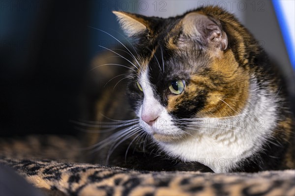 Close up of calico cat resting and staring angrily out a window