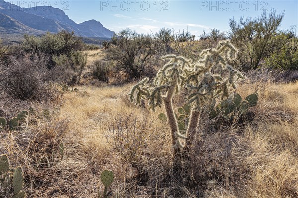 Cholla and prickly pear cacti in the Sonoran Desert at Catalina State Park near Tucson, Arizona, USA, North America