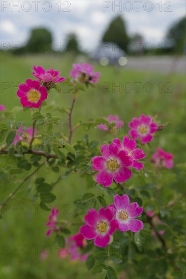 Blooming dog roses in the industrial area, botany, flower, bloom, June, spring, early summer, rose, blooming, nature park Swabian-Franconian Forest, Schwäbisch Hall, Kochertal, Kocher, Heilbronn-Franconia, Baden-Württemberg, Germany, Europe