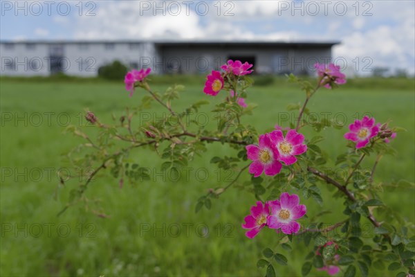 Blooming dog roses in the industrial area, botany, flower, bloom, June, spring, early summer, rose, blooming, nature park Swabian-Franconian Forest, Schwäbisch Hall, Kochertal, Kocher, Heilbronn-Franconia, Baden-Württemberg, Germany, Europe