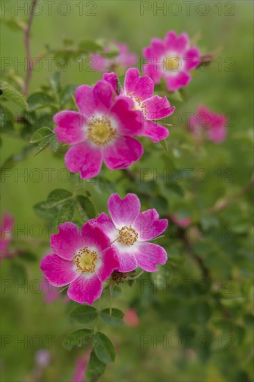 Blooming dog roses in the industrial area, botany, flower, bloom, June, spring, early summer, rose, blooming, nature park Swabian-Franconian Forest, Schwäbisch Hall, Kochertal, Kocher, Heilbronn-Franconia, Baden-Württemberg, Germany, Europe