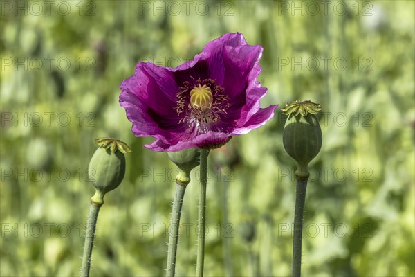 Seed capsules and dark purple opium poppy (Papaver somniferum), Untersulmetingen, Laupheim, Upper Swabia, Baden-Württemberg, Germany, Europe