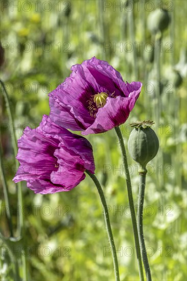 Two dark purple opium poppy (Papaver somniferum) and seed heads, Untersulmetingen, Laupheim, Upper Swabia, Baden-Württemberg, Germany, Europe