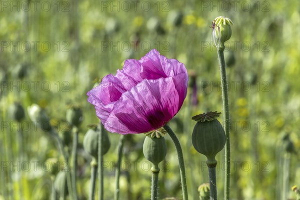 Purple opium poppy flowers (Papaver somniferum) and seed heads, Untersulmetingen, Laupheim, Upper Swabia, Baden-Württemberg, Germany, Europe