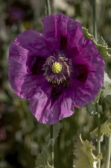 Dark purple flower of opium poppy (Papaver somniferum), with green, blurred background, Untersulmetingen, Laupheim, Upper Swabia, Baden-Württemberg, Germany, Europe