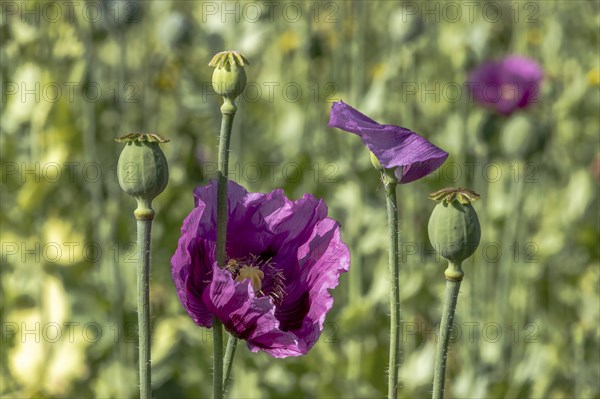 Dark purple opium poppy flowers (Papaver somniferum) and seed heads, Untersulmetingen, Laupheim, Upper Swabia, Baden-Württemberg, Germany, Europe