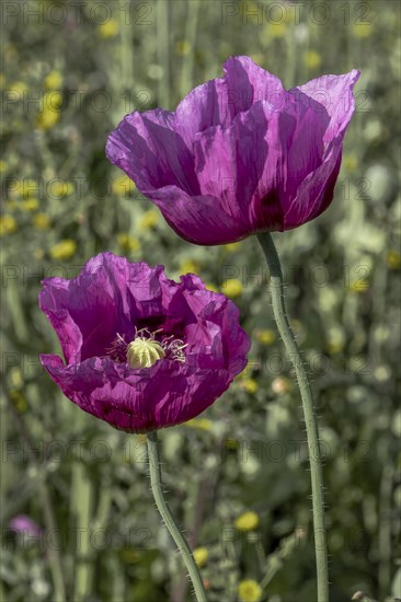 Two dark purple opium poppy (Papaver somniferum) flowers with dark green, blurred background, Untersulmetingen, Laupheim, Upper Swabia, Baden-Württemberg, Germany, Europe