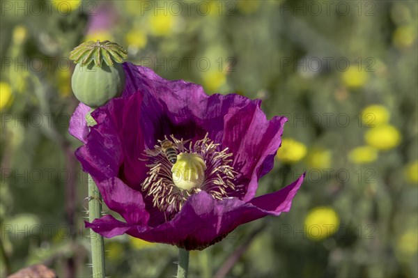 A dark purple flower of opium poppy (Papaver somniferum) and a seed head, with green blurred background, Untersulmetingen, Laupheim, Upper Swabia, Baden-Württemberg, Germany, Europe